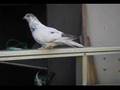 pigeons (kaftar irani dar soed az Abbas)(pigeons-duvor)