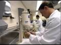 Dental Laboratory Technicians