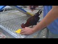 Pasco Libraries & PetSmart Charities Present - Video 3