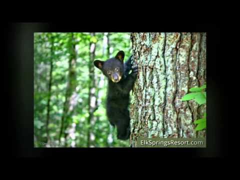 Bear Creek Video Tour