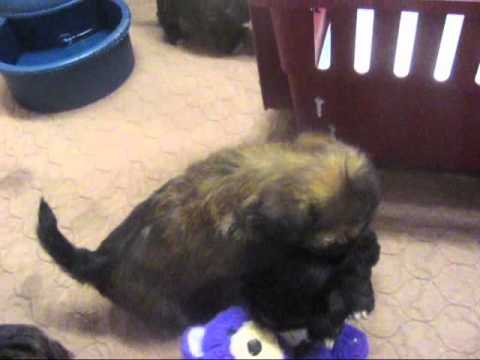 Cute shorkie puppies with their mom