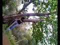 rapina di ciliegie