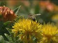 Virginia Farm Bureau - Dying Bees