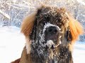 Romania - Maramures ( Baia Mare )