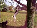 acrobatic dog gets rope out of a tree