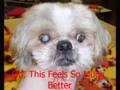 Rescued Blind Shih Tzu - Chester