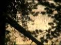 videos de RMSEL observes Wolf in Yellowstone - part 2