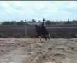 videos de tuigpaard dutch harness horse