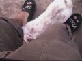 Tosty el Conejo