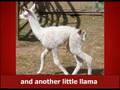 THE NEW LLAMA SONG !!!!!