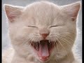 vERY fUNNY cATS 21