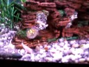 popo the puffer