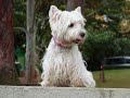 Encontro de westies Agosto de 2007