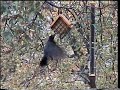 Suet Bird Feeders, Clingers and Jay Birds Suet Bird Feeders, Clingers and Jay Birds