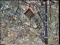 Suet Bird Feeders, Clingers and Jay Birds