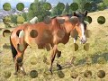 les chevaux de la grange puton