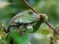 Green Iguana Documentry Part 2