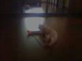 videos de Silver the Cat