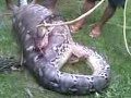 snake eat cow in south sulawesi (INdonesia) - YouTube