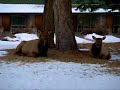Elks at Jasper Park Lodge Canada