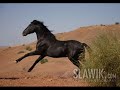 je tiens � offrir ce montage fait de mes propres mains � tous les fans de chevaux
voila bonne vid�o!
http://world-equin.skyrock.com
http://dream-your-world.superforum.fr