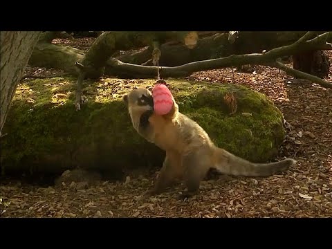 London/Grobritannien: Die Zoo-Tiere im Zoo ZSL feiern  ...