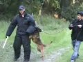 Bayside canine bite work