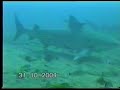 santa lucia cuba shark accident santa lucia cuba shark accident