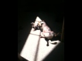 videos de Chompers sunning 1