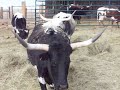Catahoula plays with the longhorns