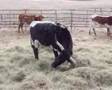 Catahoula plays with the longhorns