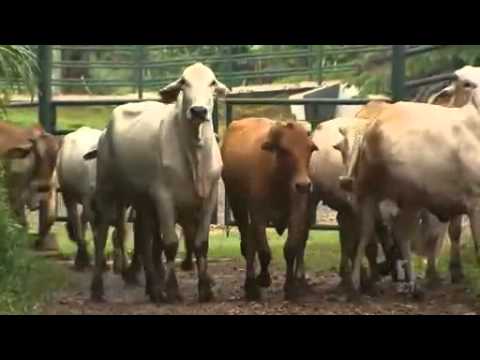 Cattle