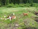 MtEvans_wiildress_area.mov MtEvans_wiildress_area.mov