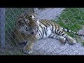 SiberianTiger - Tigre de Sibérie, Chronique ordinaire d'un roi en prison