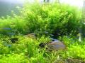 45cube~planted aquarium ~CO2は水草に~