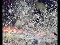 PAOK - GAYBROS 1-1