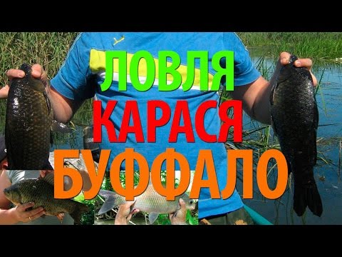 ловим буффало на волге ловим буффало на волге