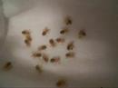 SPIDERLING CAM L 2