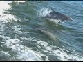 Jumping Dophins