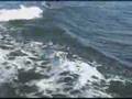 Jumping Dophins