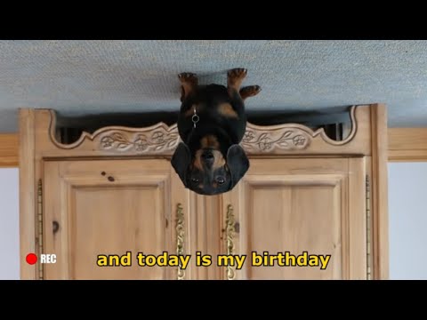 Ep 2: Oakley the Dachshund's BIRTHDAY VLOG - Funny Dog Video