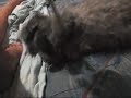 Yo y mi Gata Yo y mi Gata