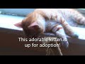 Heavenly Pet Sanctuary Heavenly Pet Sanctuary