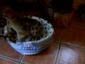videos de shibas