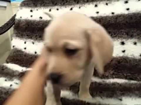 Stocky, yellow Lab baby girl
