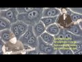 The Molecular Cloner by Mark I.R. Petalcorin