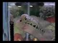 SHOWCASE 10 --- 5 THAI KAMALAU -- www.aquaticwonderland