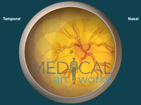 how to perform eye exam