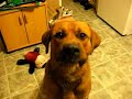 Me Likey Peanut Butter