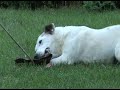Jake with the Flirtpole